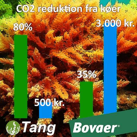Tang vinder over Bovaer - 80% reduktion af metan til en brøk en prisen