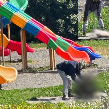 Italiener steger kat udendørs i parken